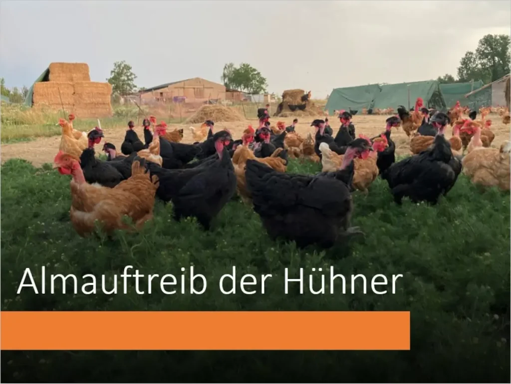 Hoflädchen Ochsenschläger - Veranstaltung - Almauftrieb der Hühner