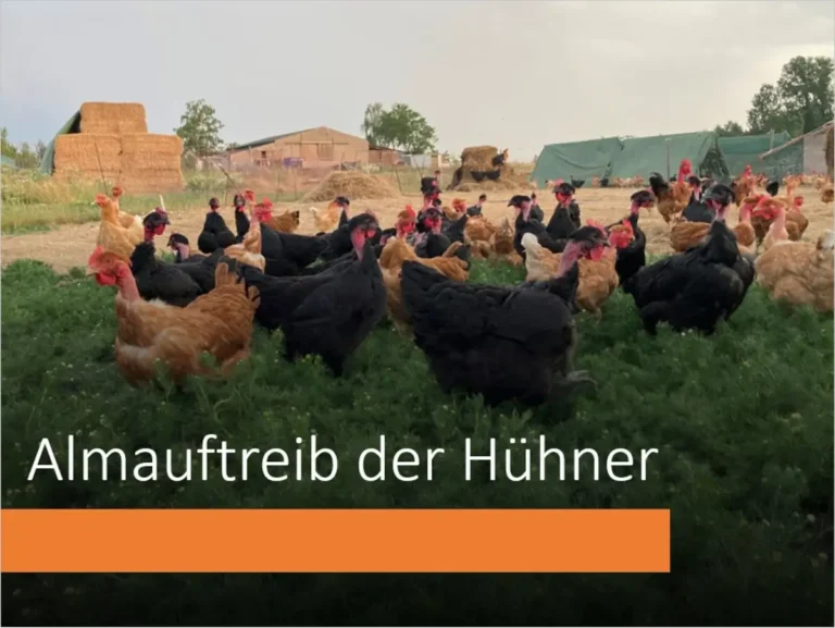 „Almauftrieb der Hühner“ in Biblis-Wattenheim
